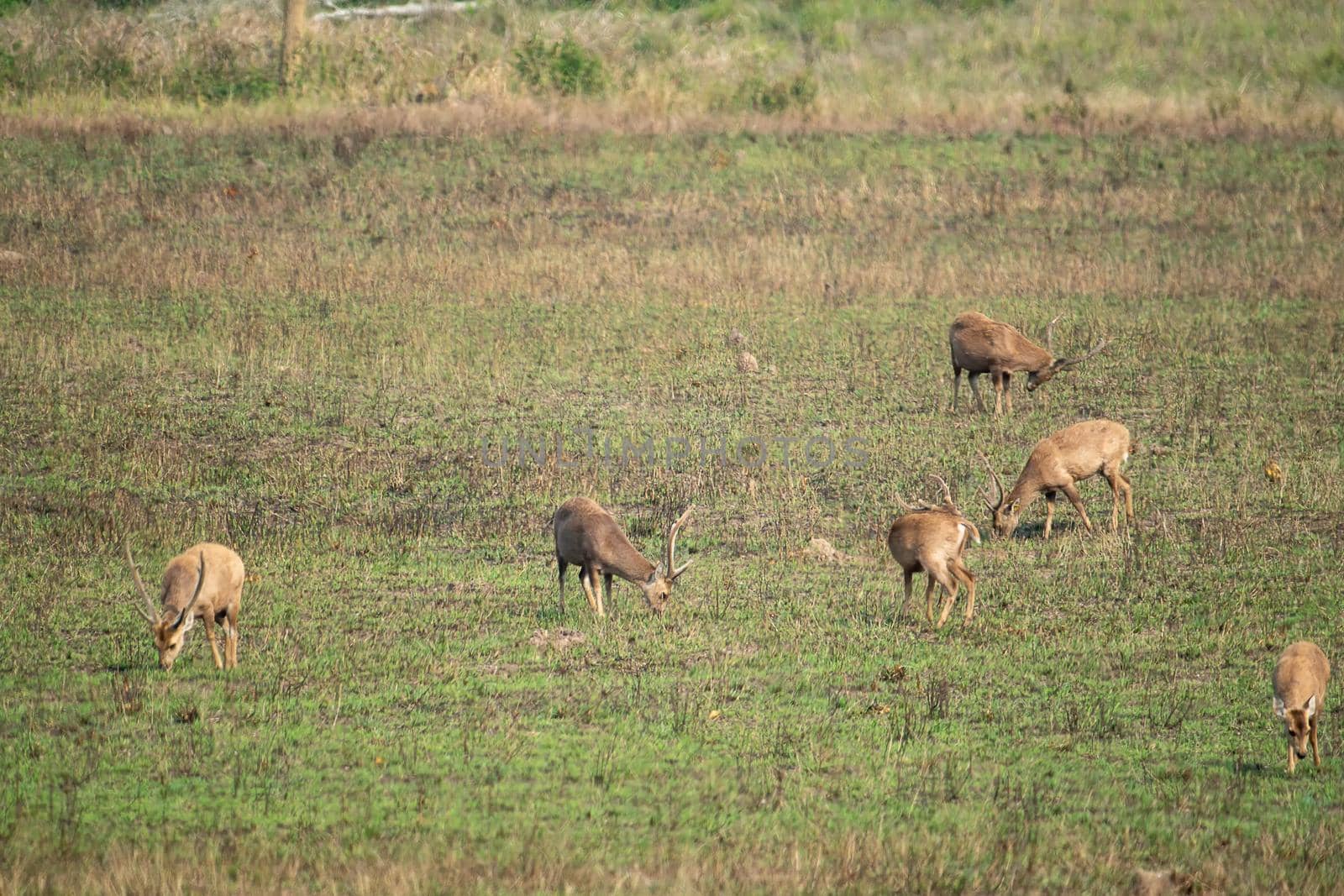 Natural deer in Thung Kramang Wildlife Sanctuary, Chaiyaphum Province, Thailand