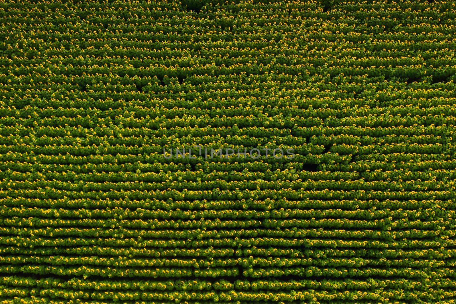 A big beautiful field of sunflowers view from the height of bird flight.Unusual photo of sunflowers in the field