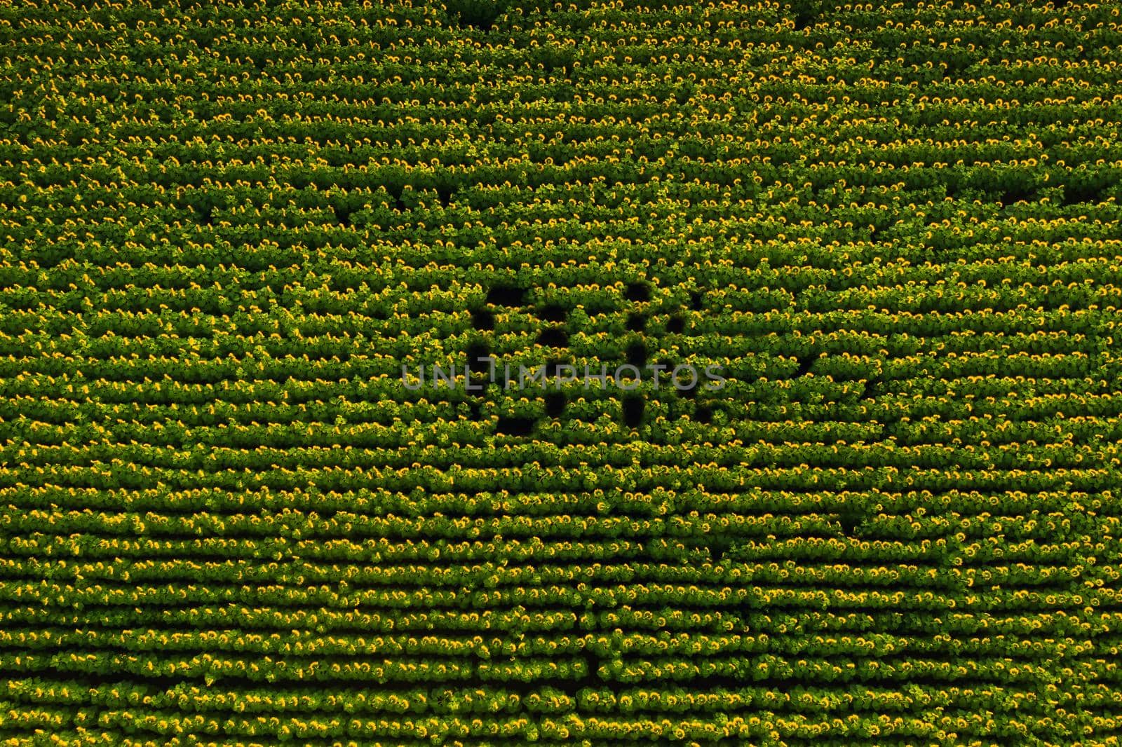 A big beautiful field of sunflowers view from the height of bird flight. The inscription OK in the field of sunflowers.