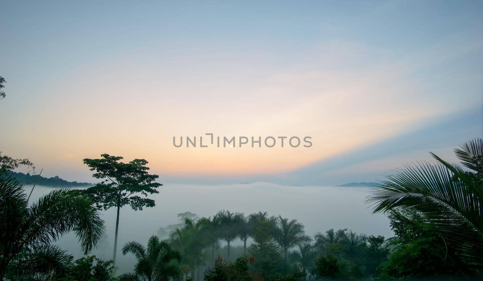 Morning mist over the fertile forest. The morning sky had thin orange clouds.