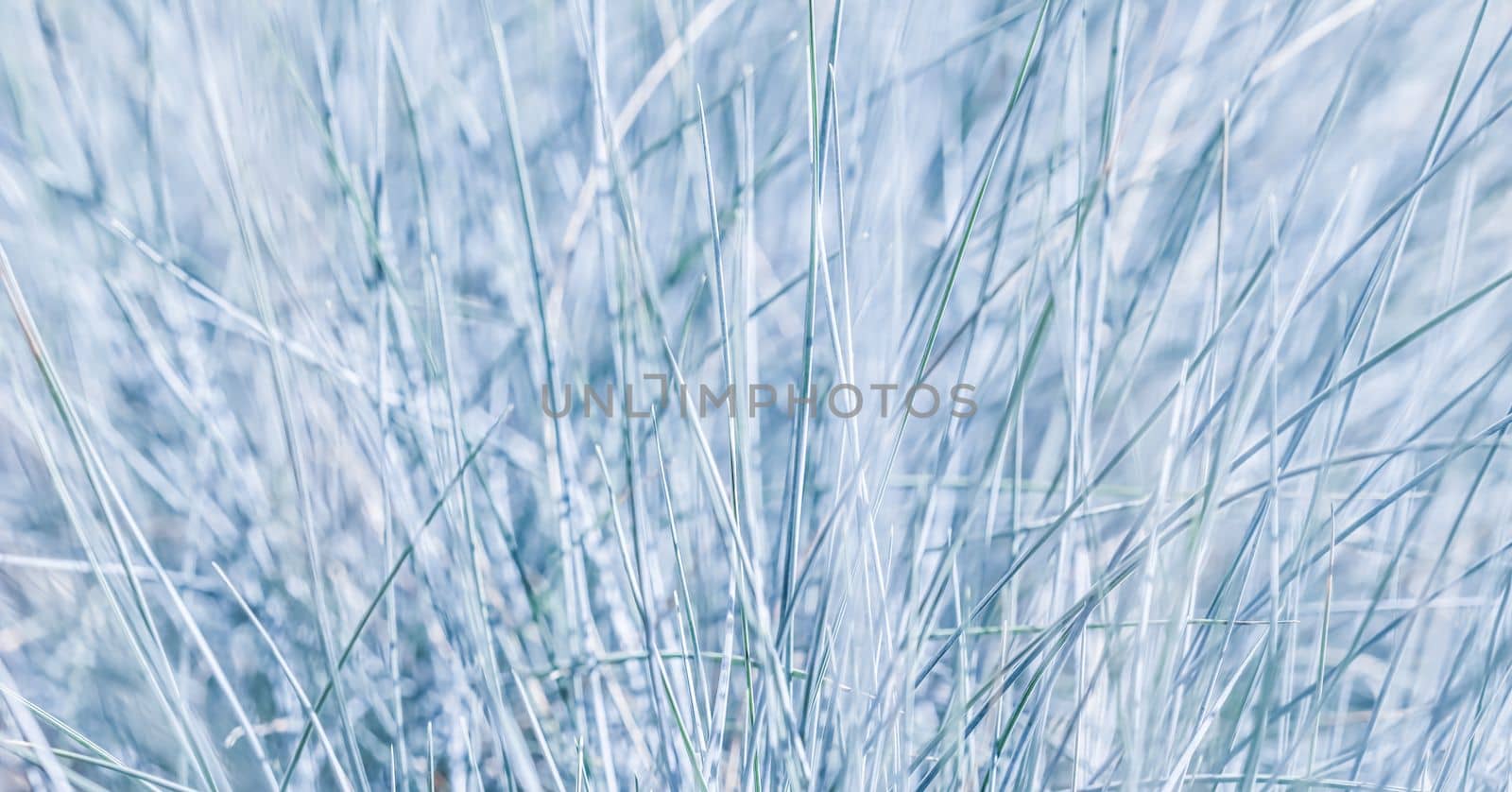 Blue white background of ornamental grass Festuca glauca by Olayola