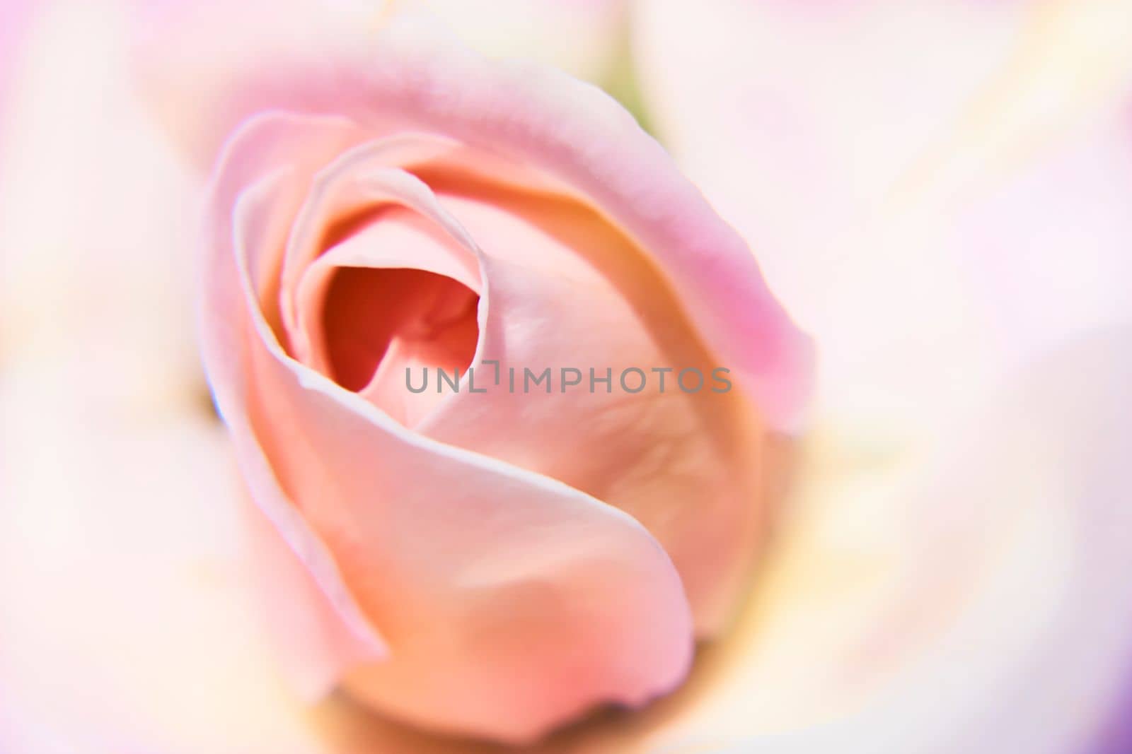 a prickly bush or shrub that typically bears red, pink, yellow, or white fragrant flowers, native to north temperate regions