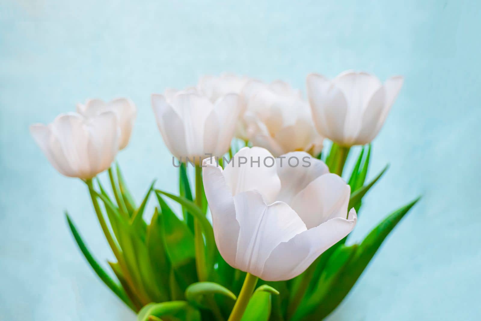 white tulip on a blue background by kajasja