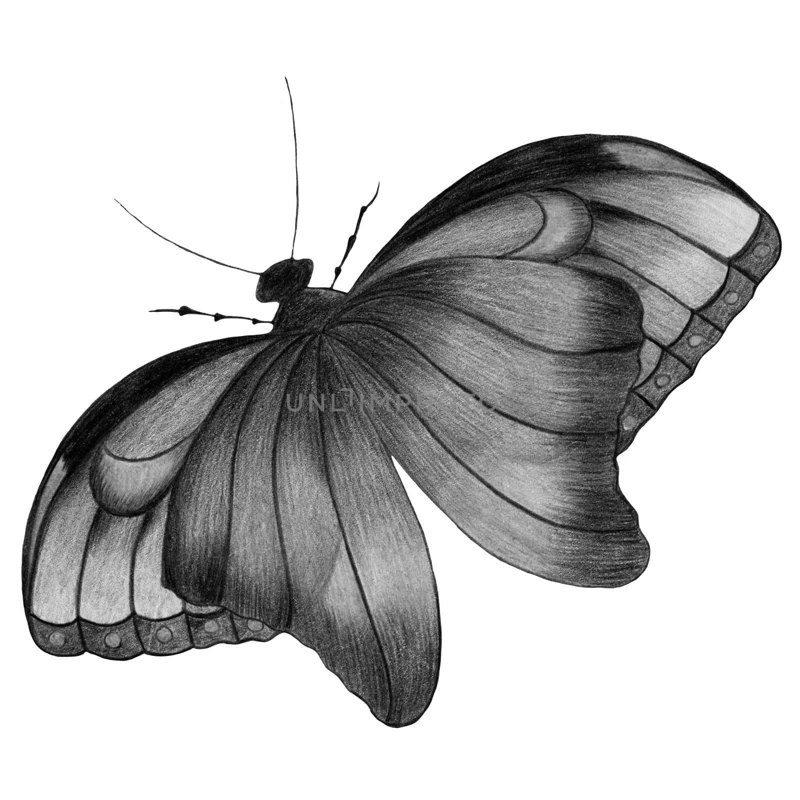 Hand Drawn Black and White Butterfly Isolated on White Background. Butterfly Illustration Drawn by Pencil. Hand Drawn Moth Clipart.