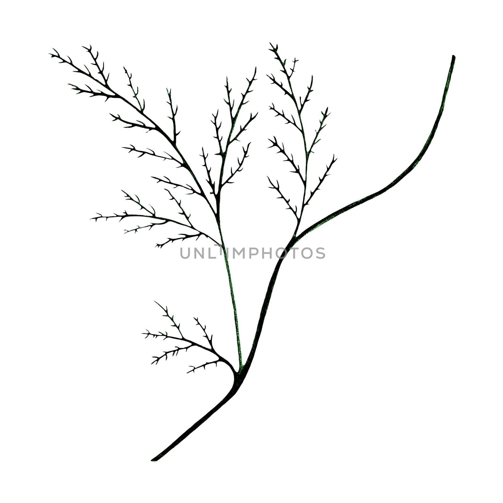 Green Hand Drawn Flower Leaves Isolated on White Background. Flower Branch Drawn by Pencil.