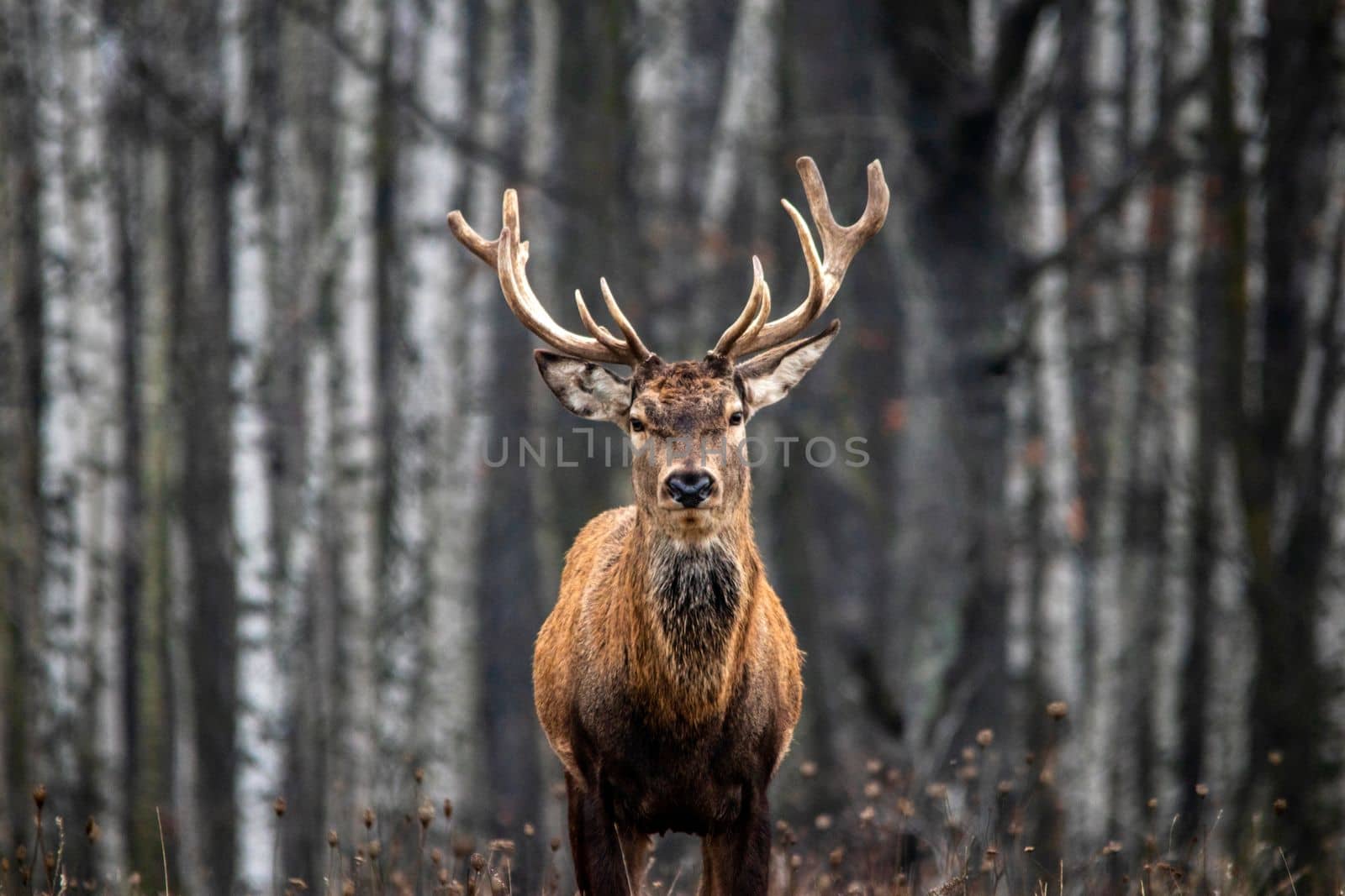 Majestic and powerful adult red deer in the autumn birch grove in the forest. Wild deer close-up.