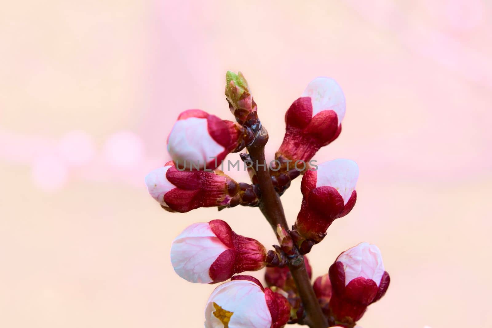 Pink red magenta delicate buds of fruit tree branch on pale pink by jovani68