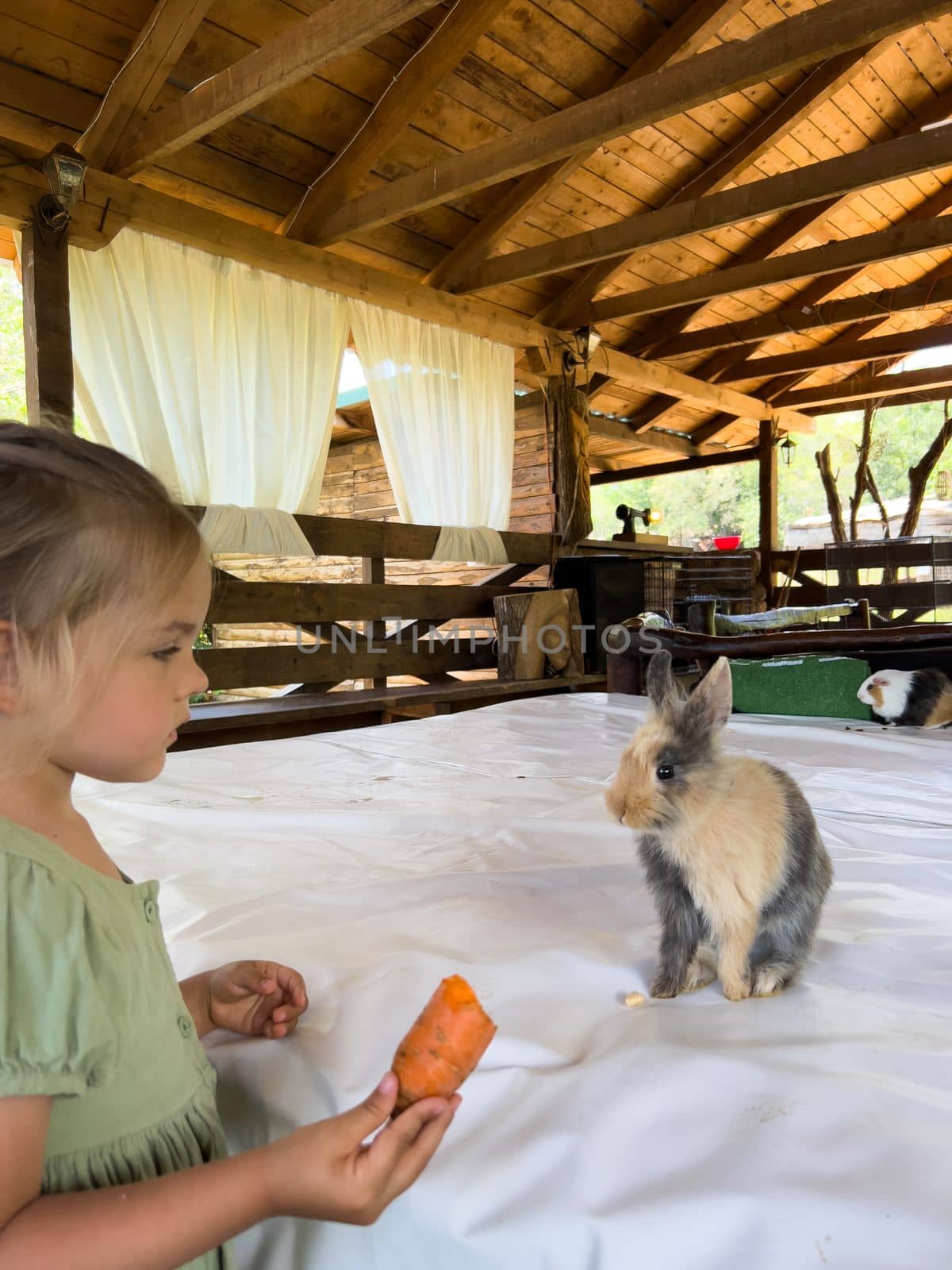 Little girl with a carrot stands near a rabbit under a canopy. High quality photo