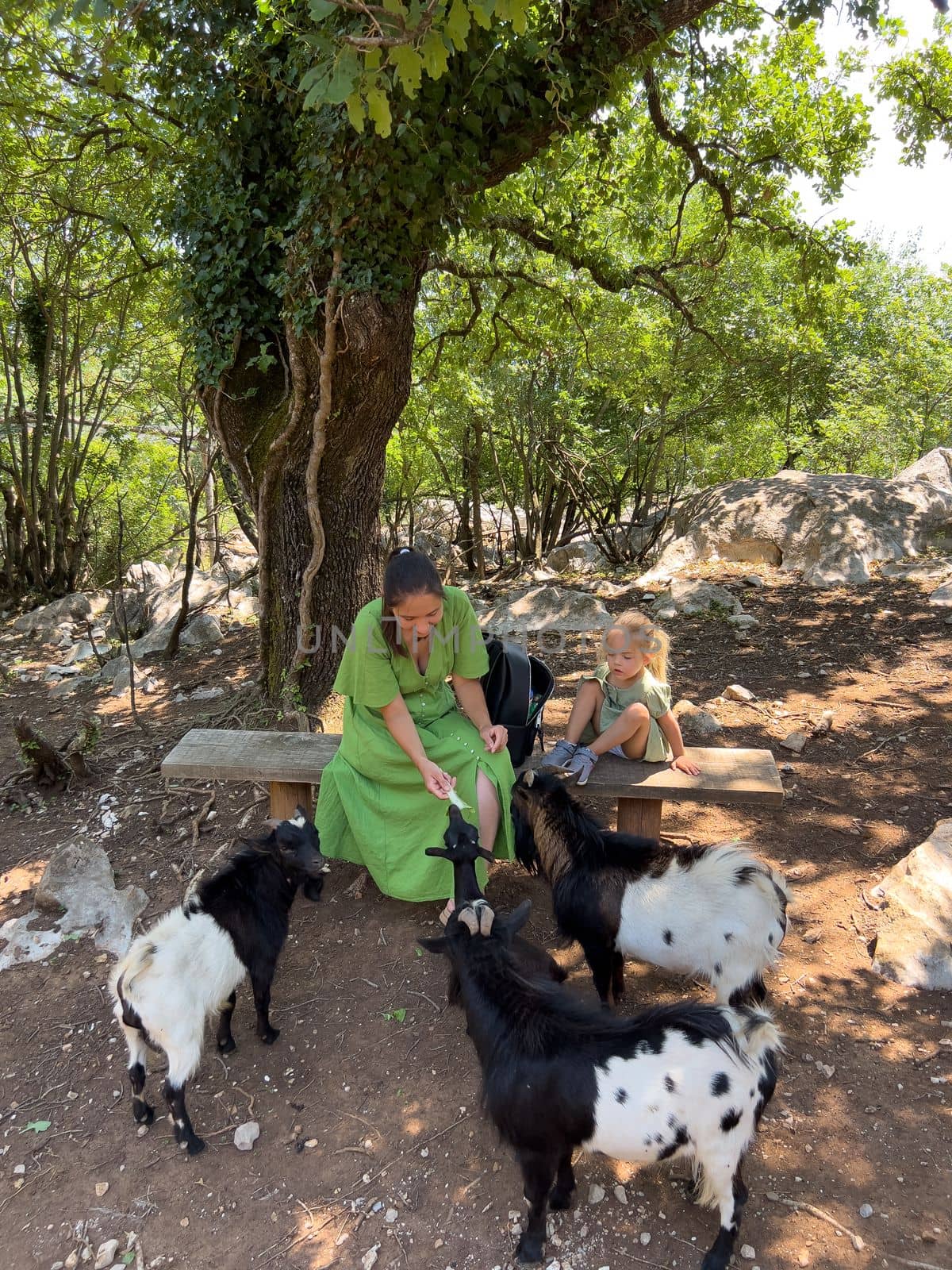 Mom and little girl are sitting on a bench and feeding goats by Nadtochiy