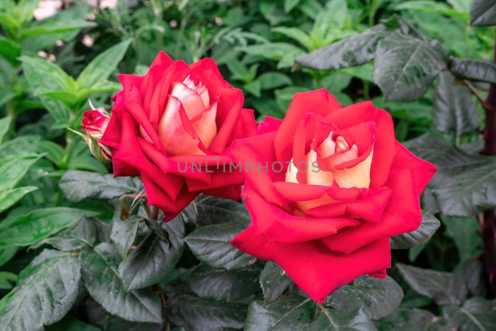 Beautiful Rose and Rosebuds in Rose Garden, Close Up, Selective Focus