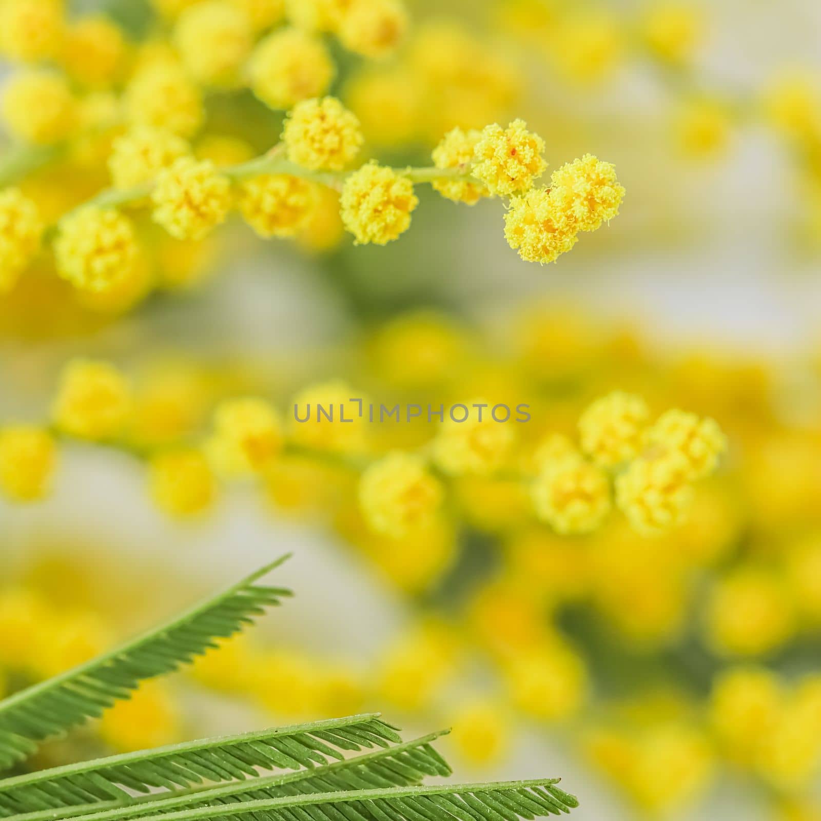 Sprigs of mimosa on a white background. Spring concept. High quality photo