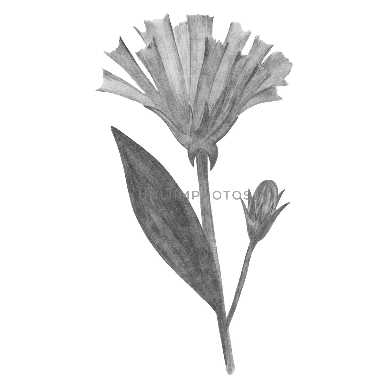 Black and White Flowers with Leaves Isolated on White Background. Flower Element Drawn by Pencil.