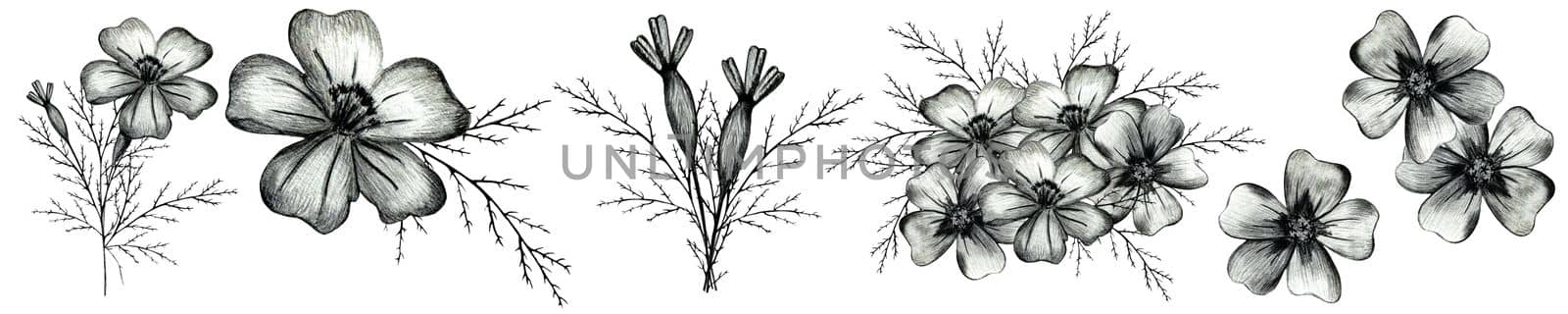 Set of Black and White Hand Drawn Marigold Flower Isolated on White Background. by Rina_Dozornaya