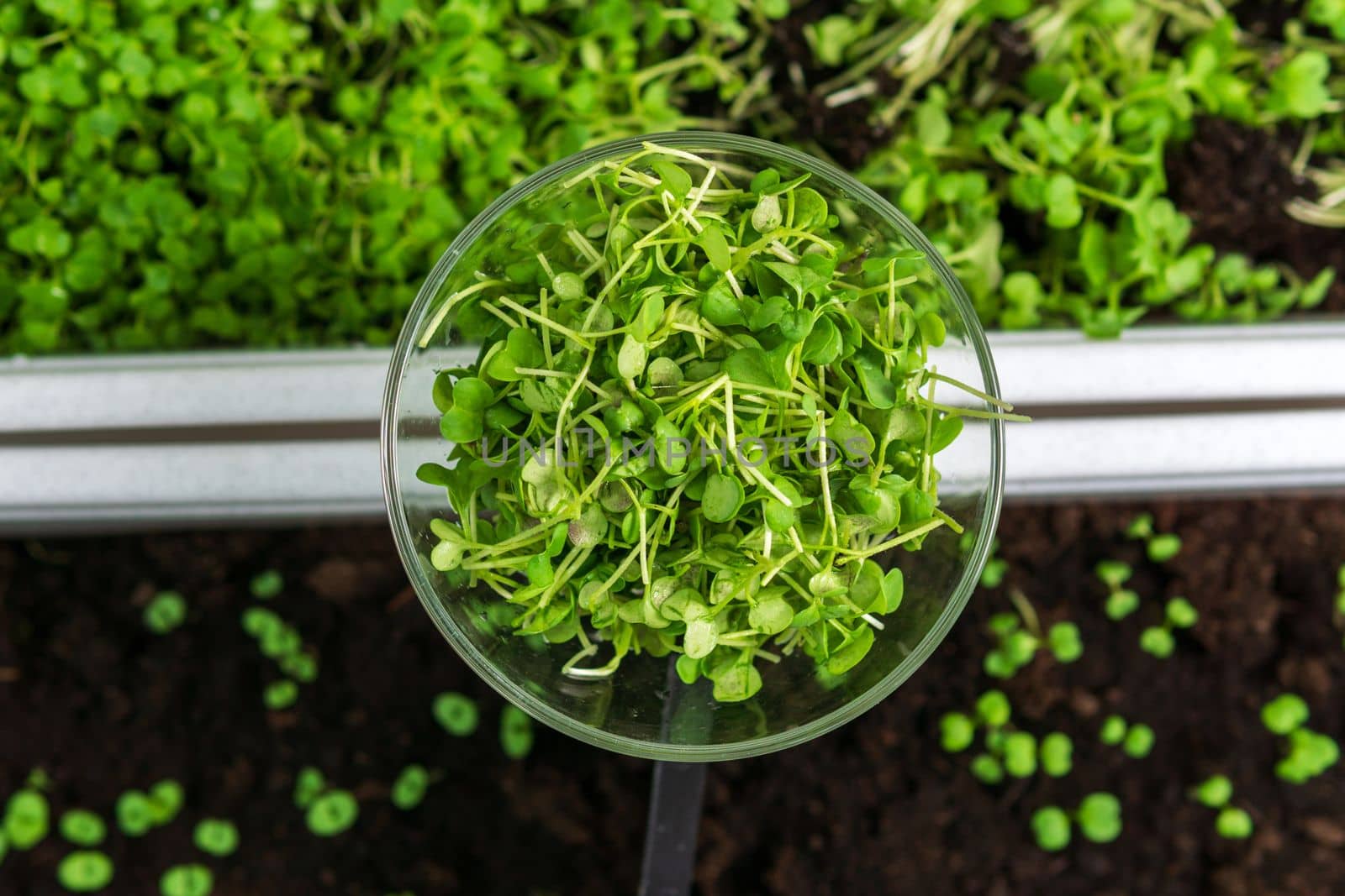 Microgreen, Eco vegan healthy lifestyle. Vitamins and Amino Acids Are The Benefits of Organic Superfoods.