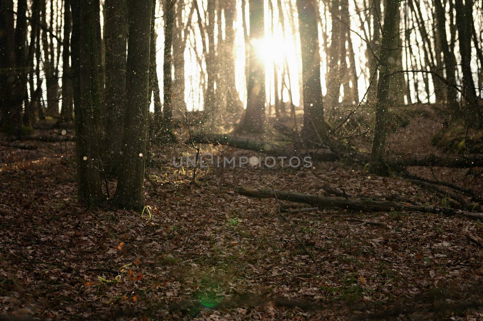 Winter landscape - Forest with sunset in winter time while snowing.