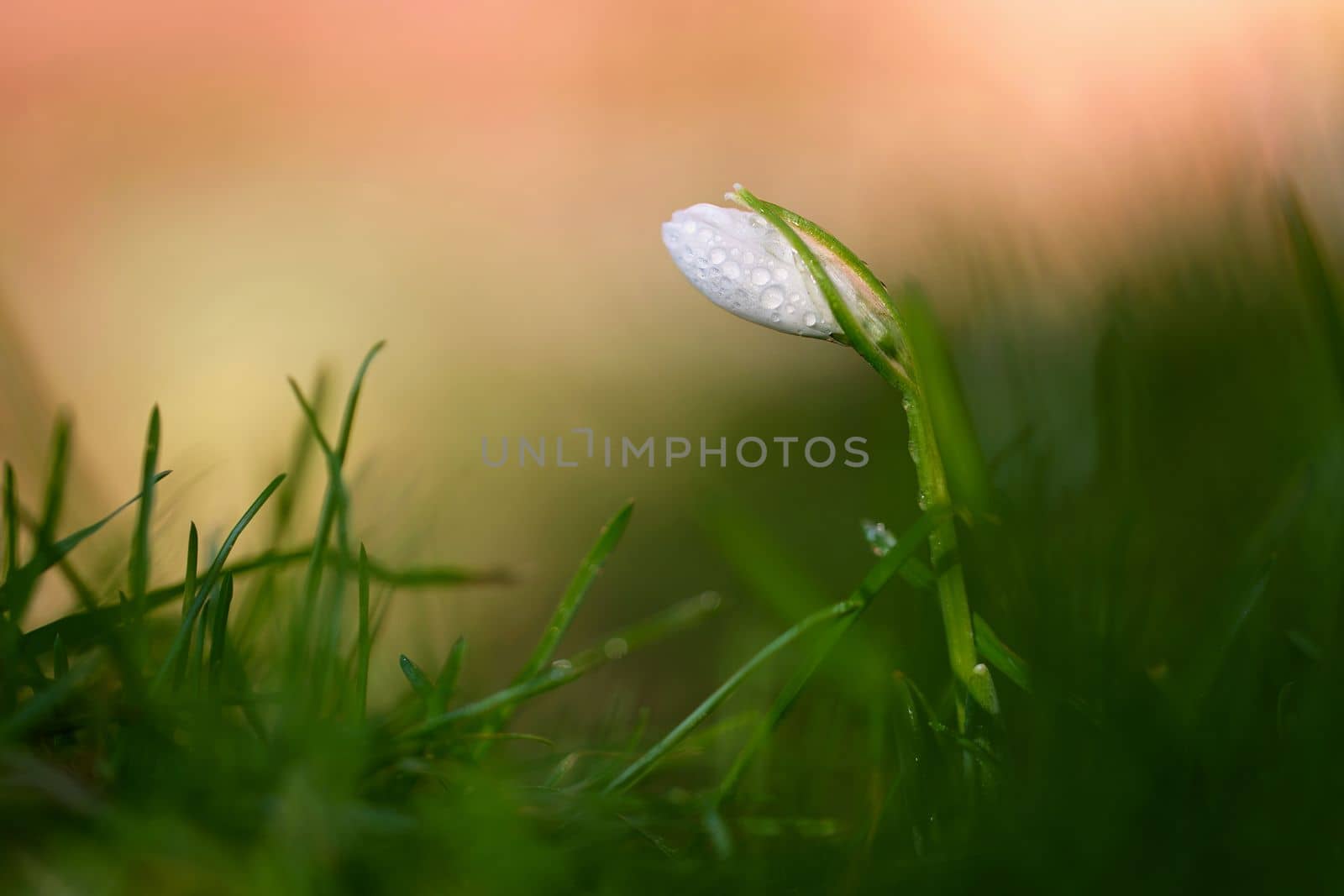 Spring flowers. The first flowering white plants in spring. Natural colorful background. (Galanthus nivalis). by Montypeter