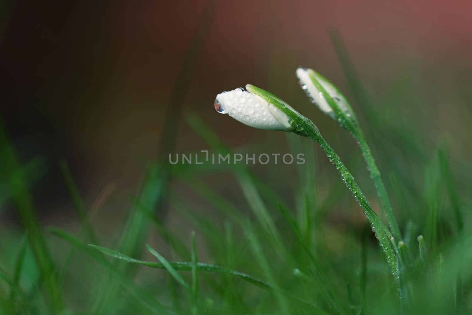 Spring flowers. The first flowering white plants in spring. Natural colorful background. (Galanthus nivalis). by Montypeter