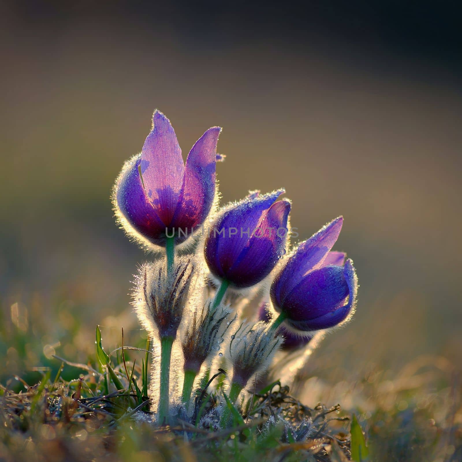 Spring flowers. Beautifully blossoming pasque flower and sun with a natural colored background. (Pulsatilla grandis) by Montypeter