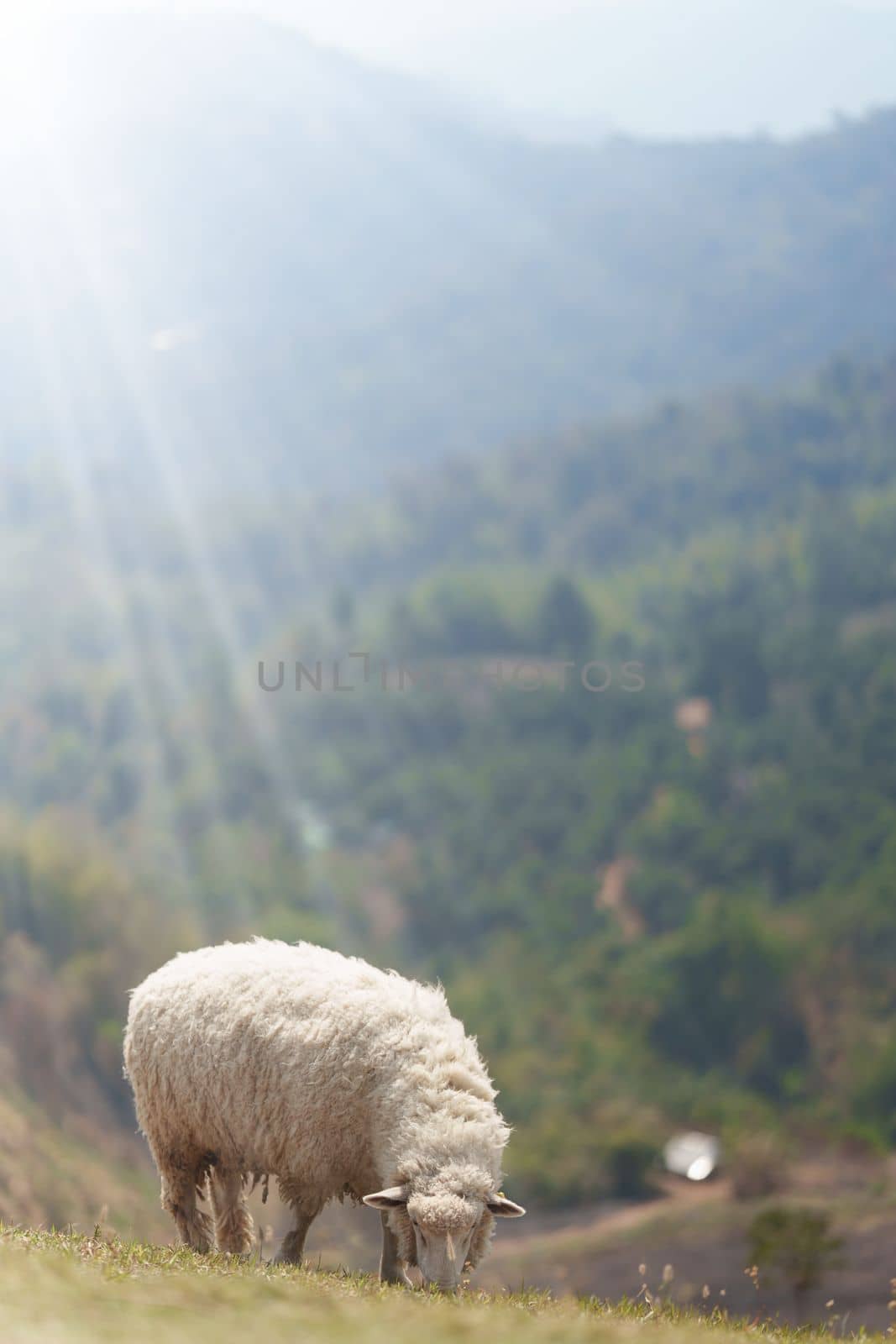 Sheep in a field with a flock of sheep behind and the sun is shining.