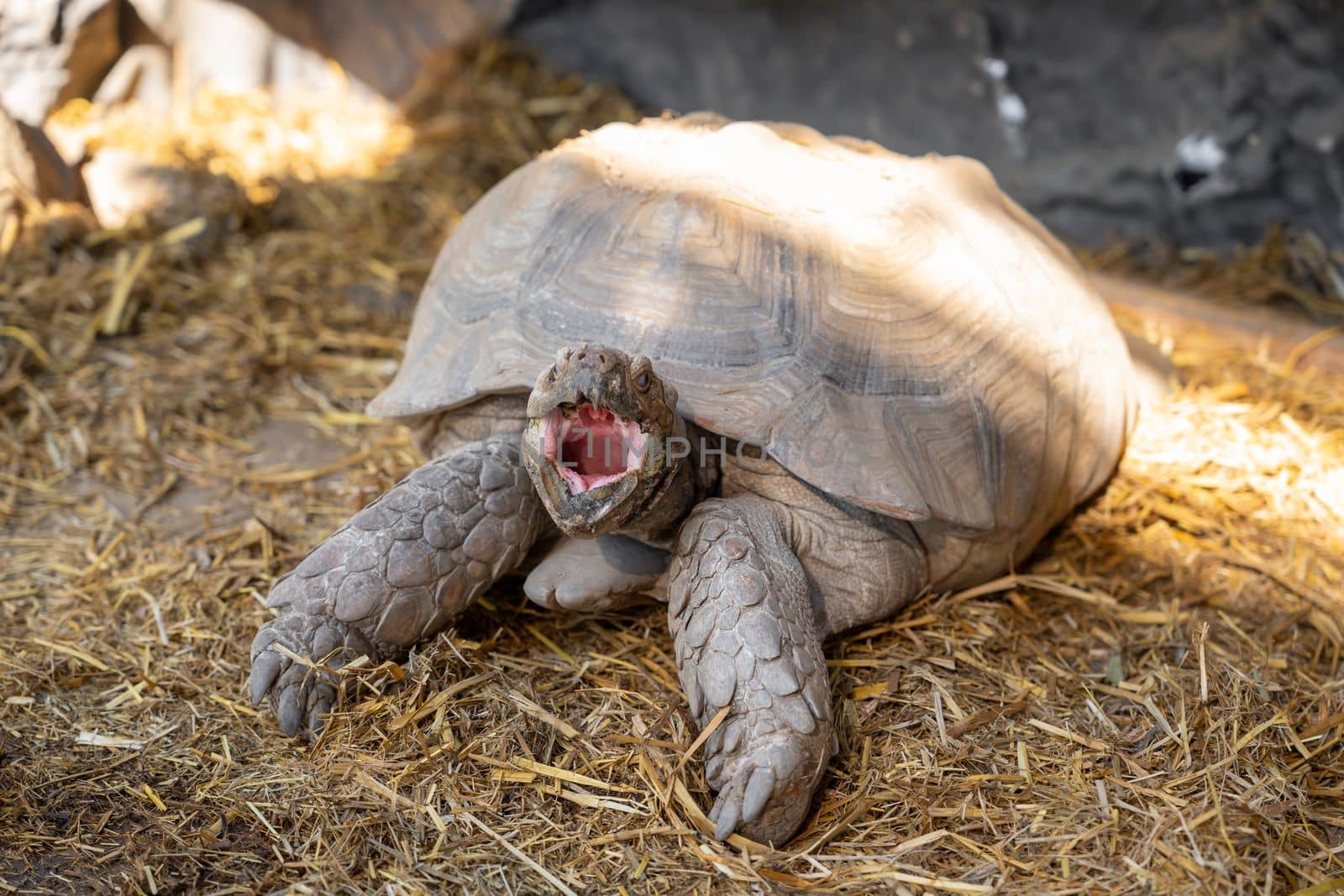 Giant grey tortoise opening mouth waiting for food.