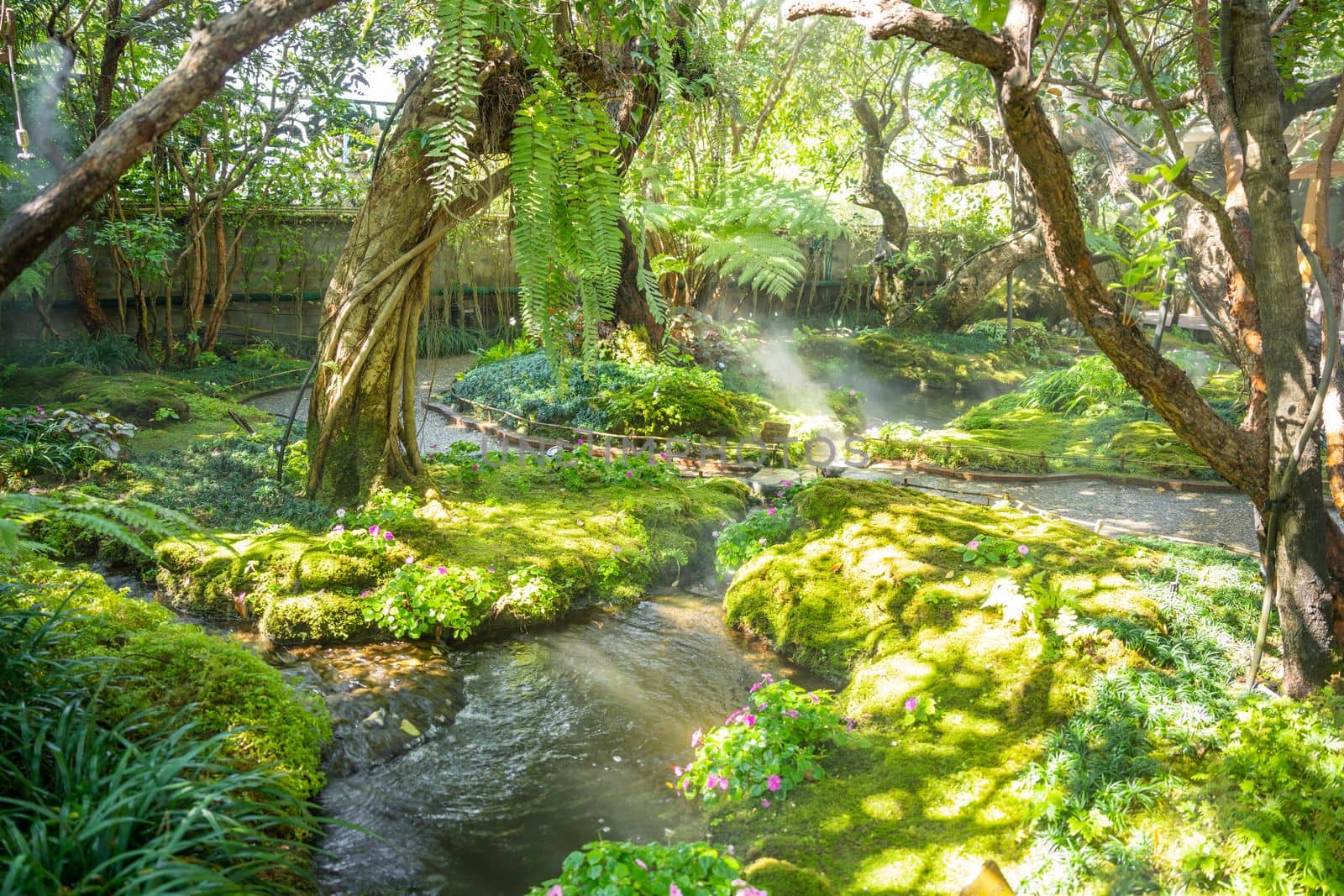 Beautiful spring moss and fern in the garden under big trees, Chiang Mai, Thailand