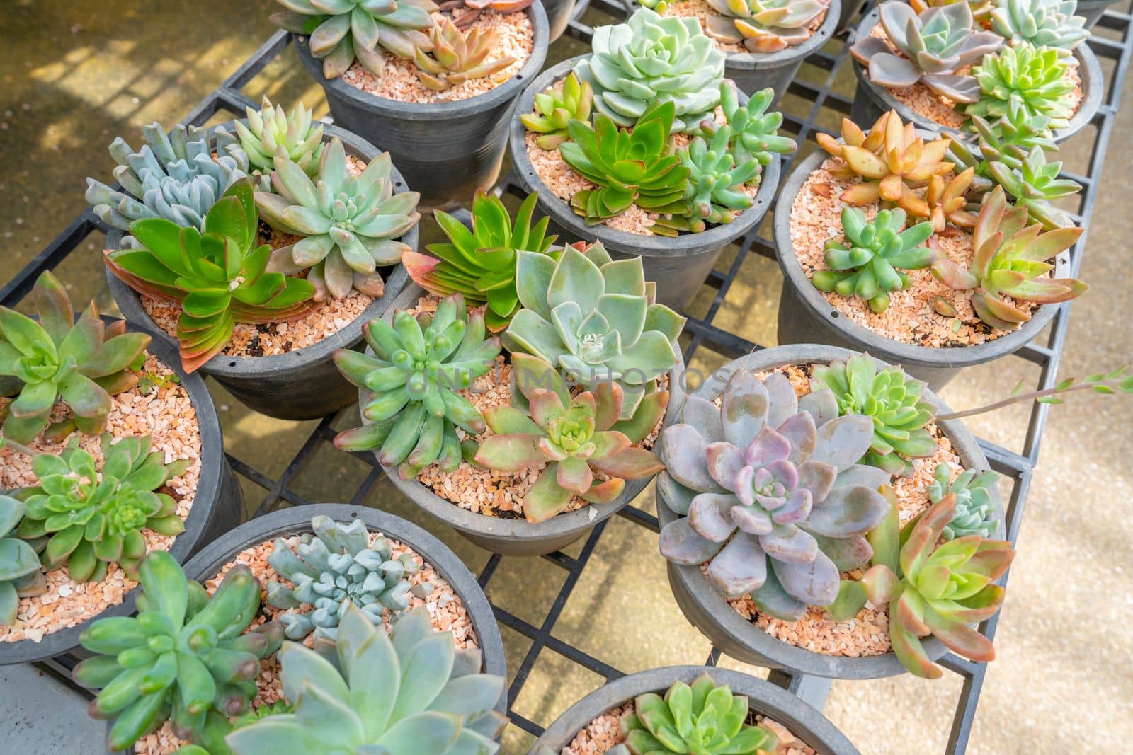 House indoor plants collection. Succulent and cactus in different pots with sunlight.