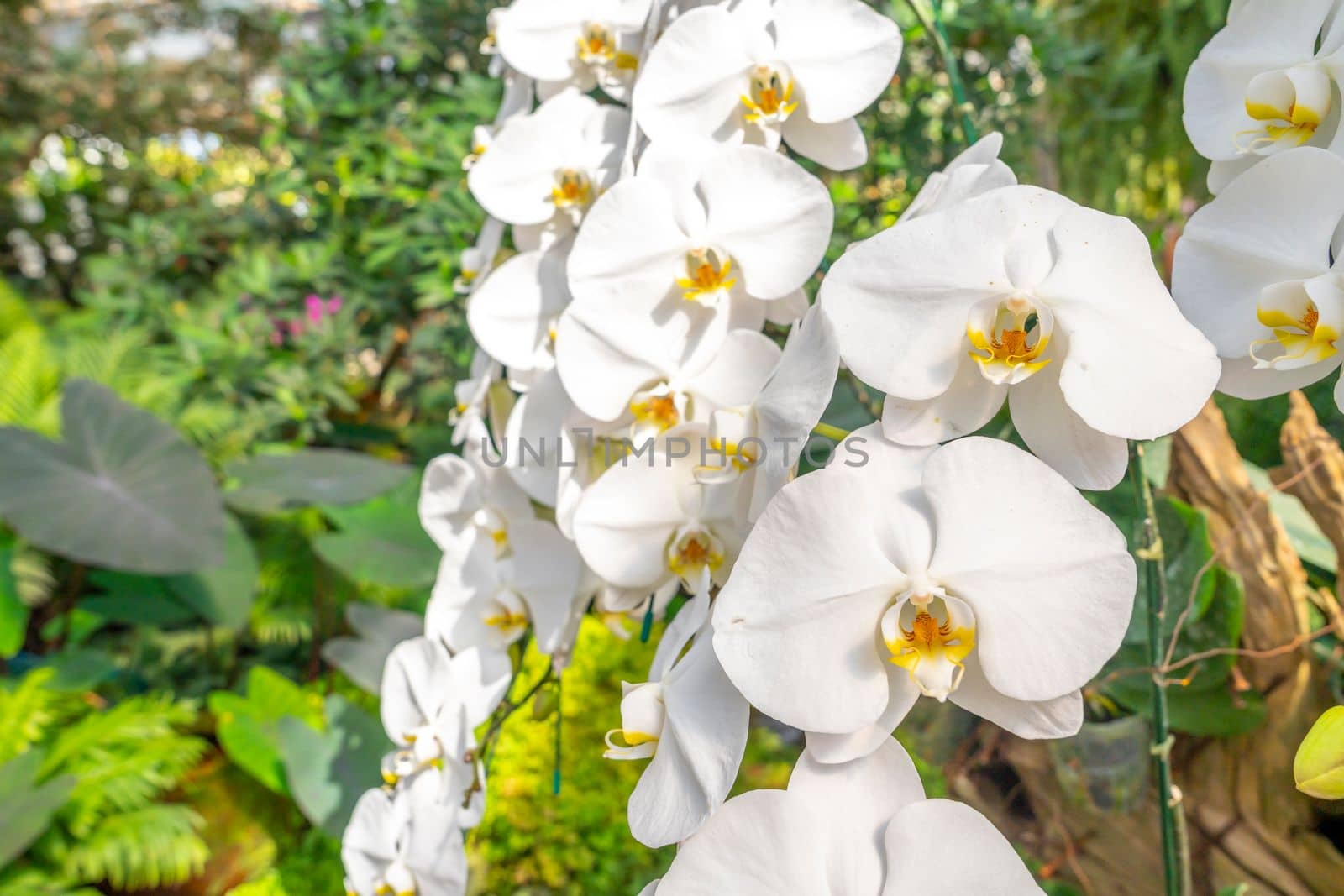 Phalaenopsis orchid in the garden.