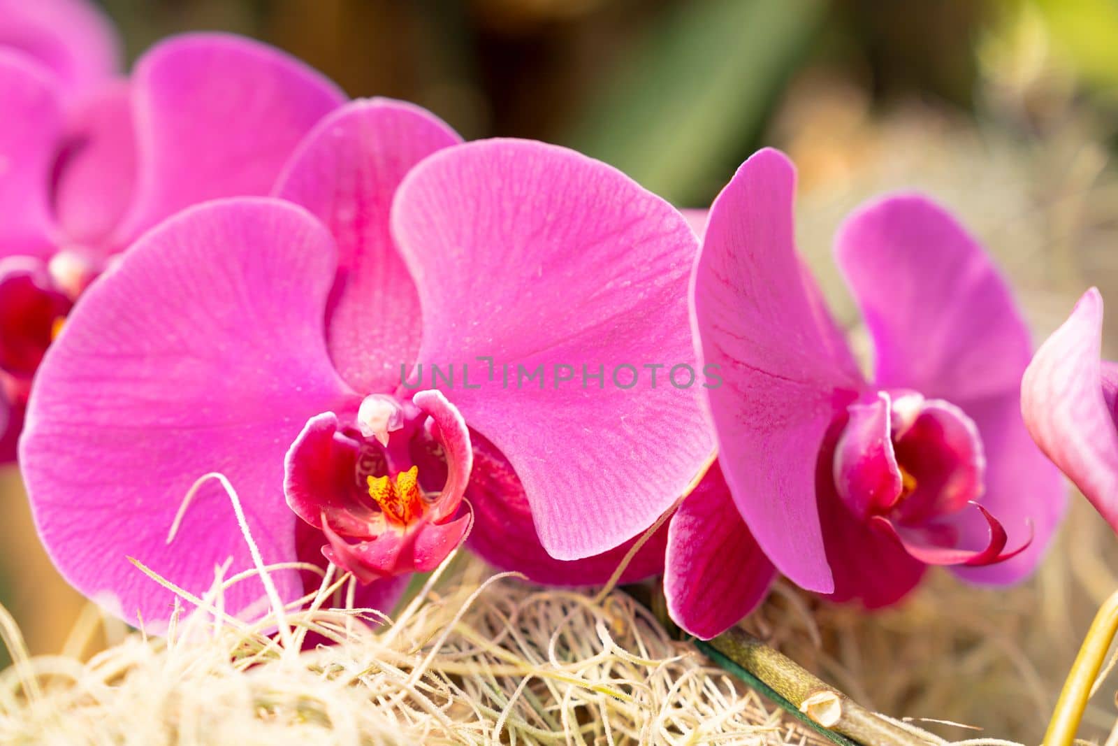 Close up portrait of a purple orchid with in the blurred background other orchids of its kind.