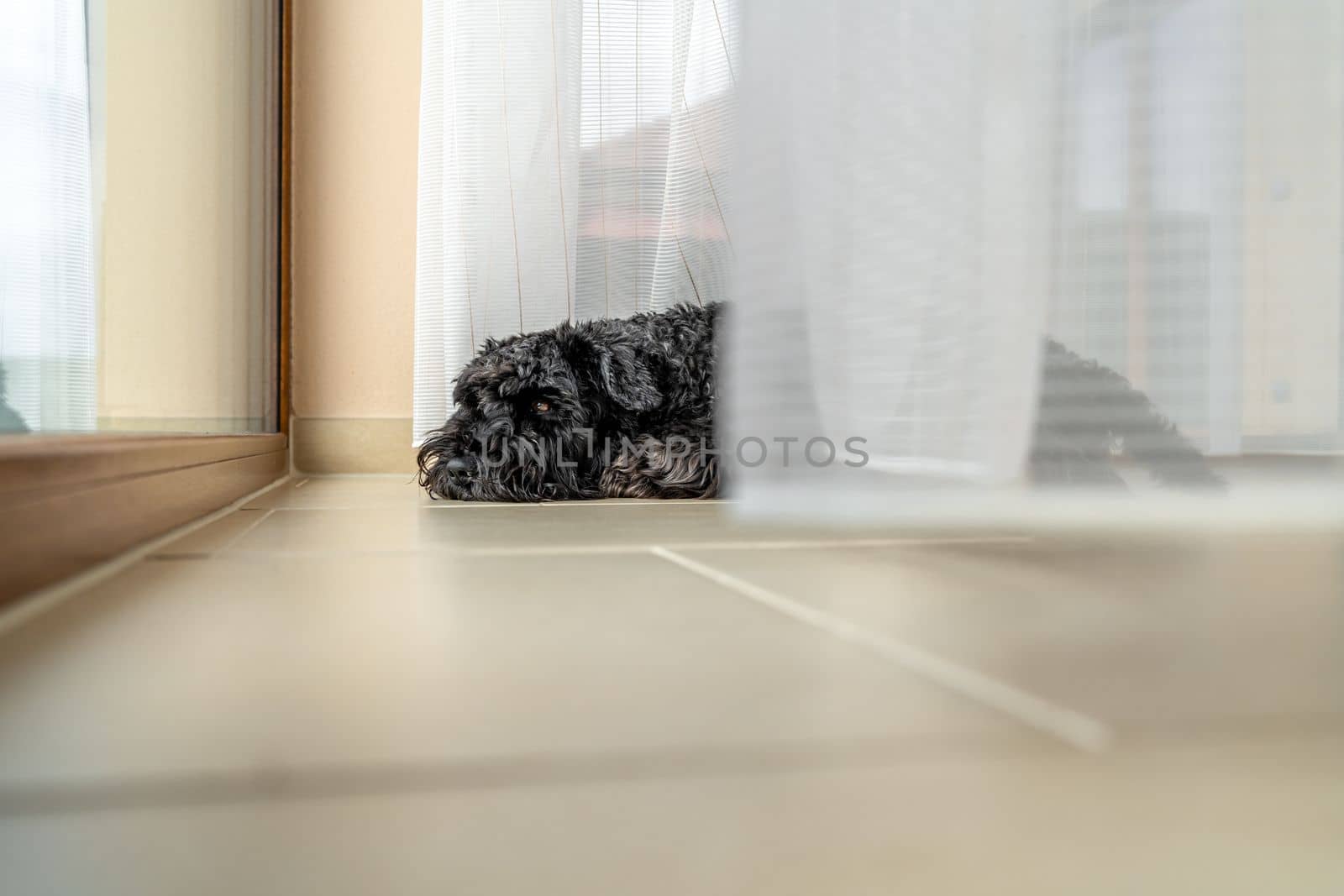small black dog by the window with curtains in the house, schnauzer.