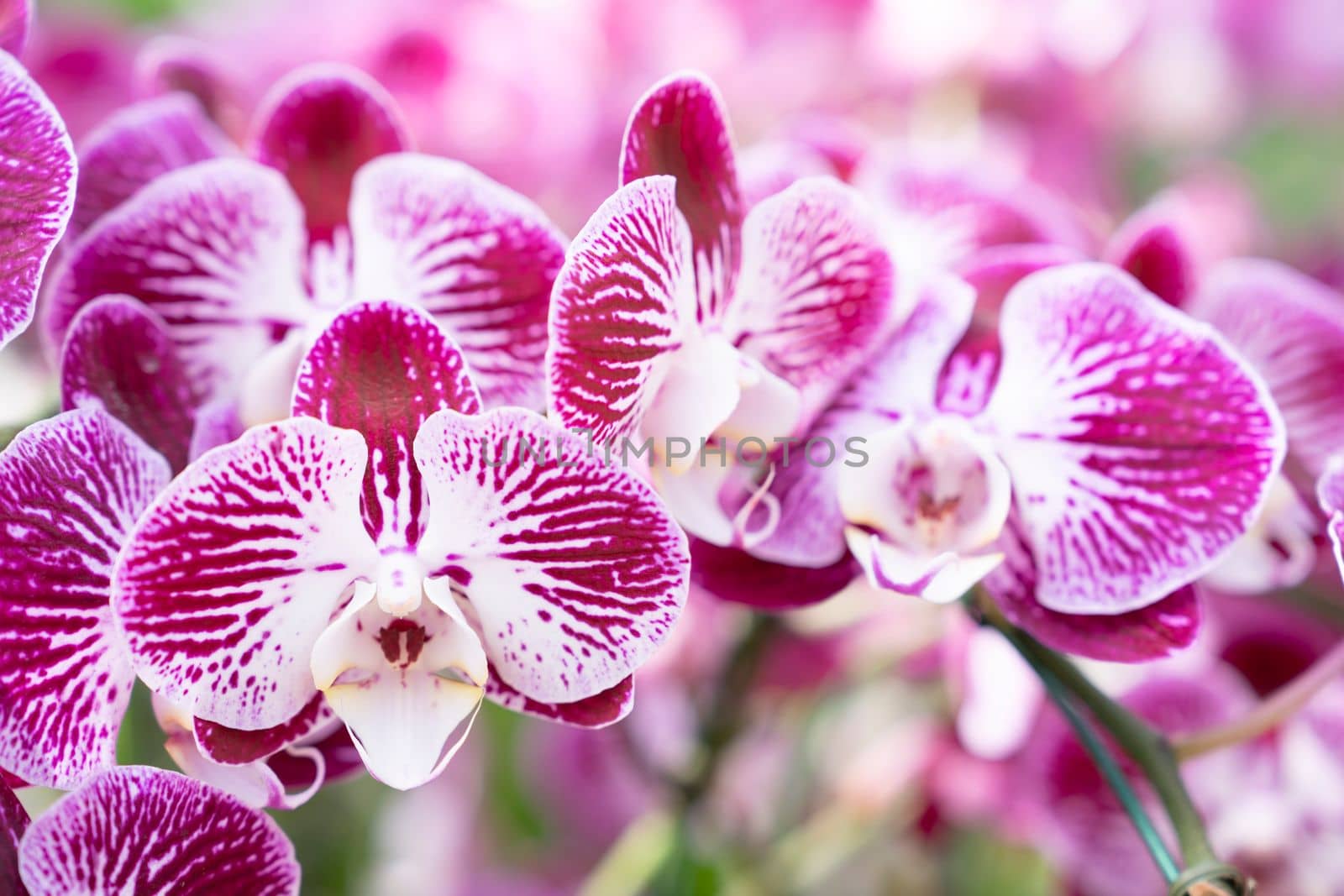The view of a cluster of small magenta and white colored Phalaenopsis orchids.