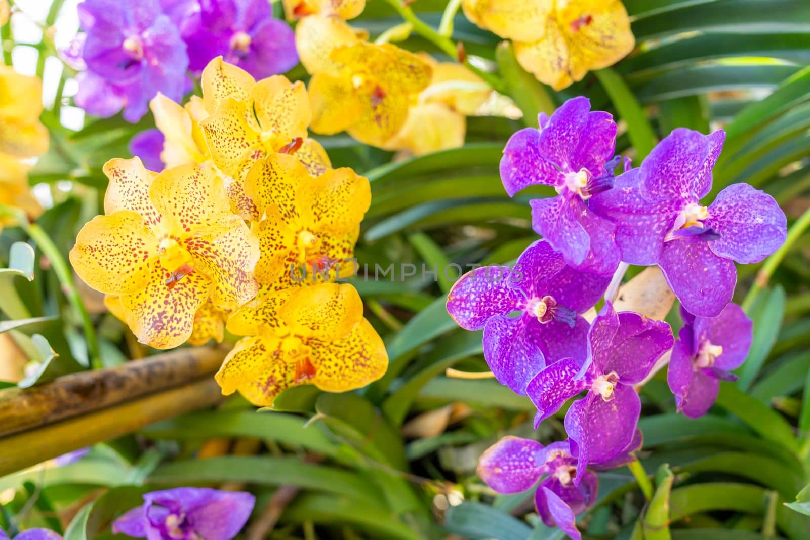 Yellow and purple Phalaenopsis orchid in garden