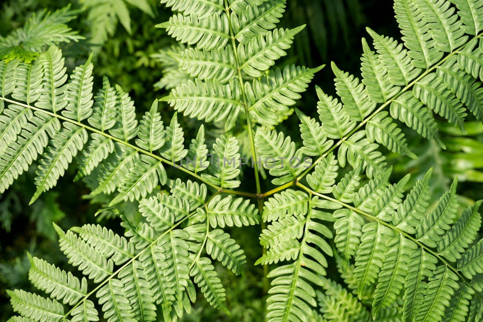 High angle view of fresh green fern leaves in springtime.