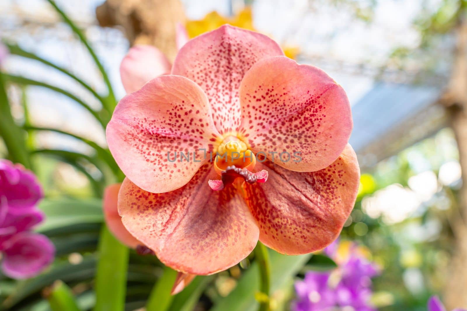 Orange orchids, Ascocenda, Vanda hybrids blooming in orchid house in bright sunlight and green leaves blur background.