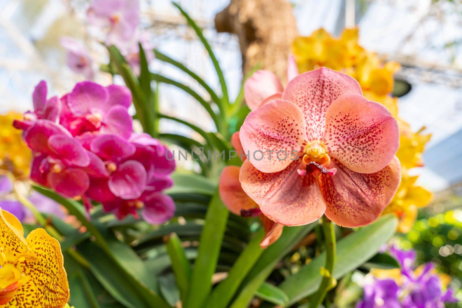Orange orchids, Ascocenda, Vanda hybrids blooming in orchid house in bright sunlight and green leaves blur background.