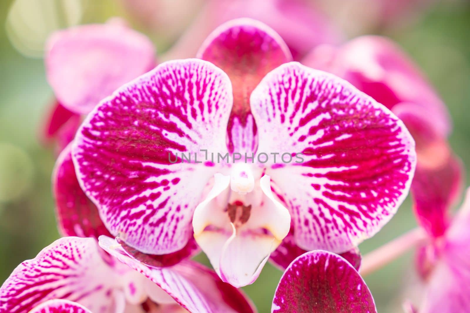 The pink and white moon orchids with a touch of yellow. Also known as a moth orchid. Botanical name: Phalaenopsis Aphrodite