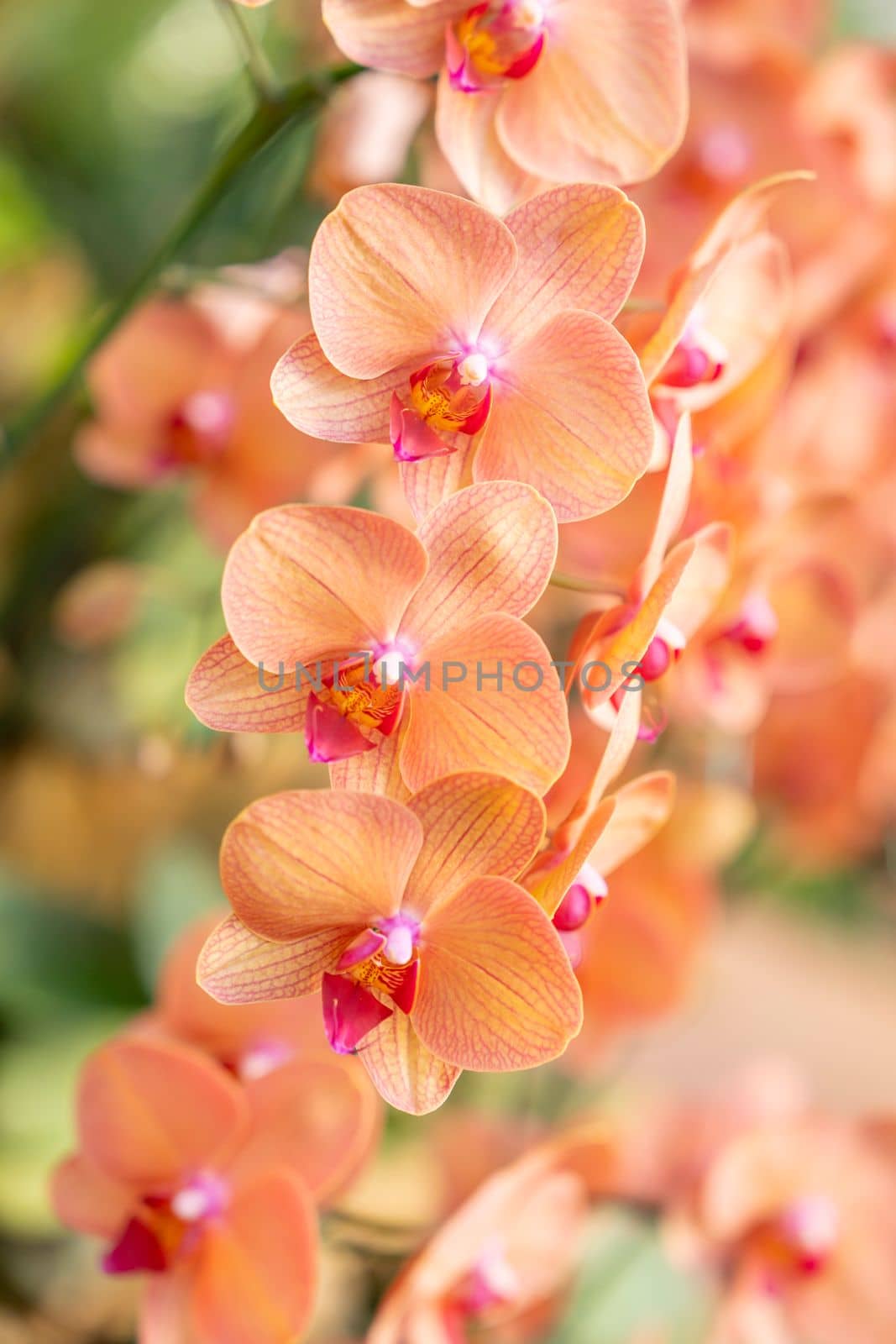 Close up the orchids bouquet with natural background, beautiful blooming orchid flower in the garden. by Gamjai