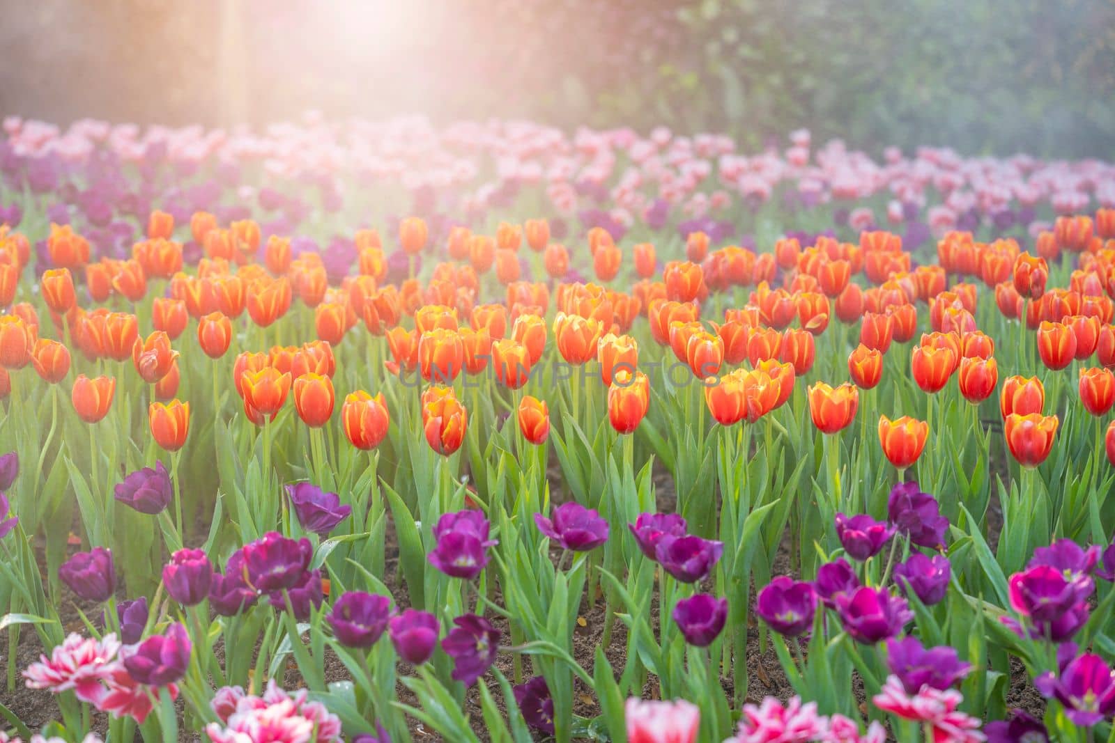 Garden field with tulips of various bright rainbow color petals, beautiful bouquet of colors in daylight in ornamental garden