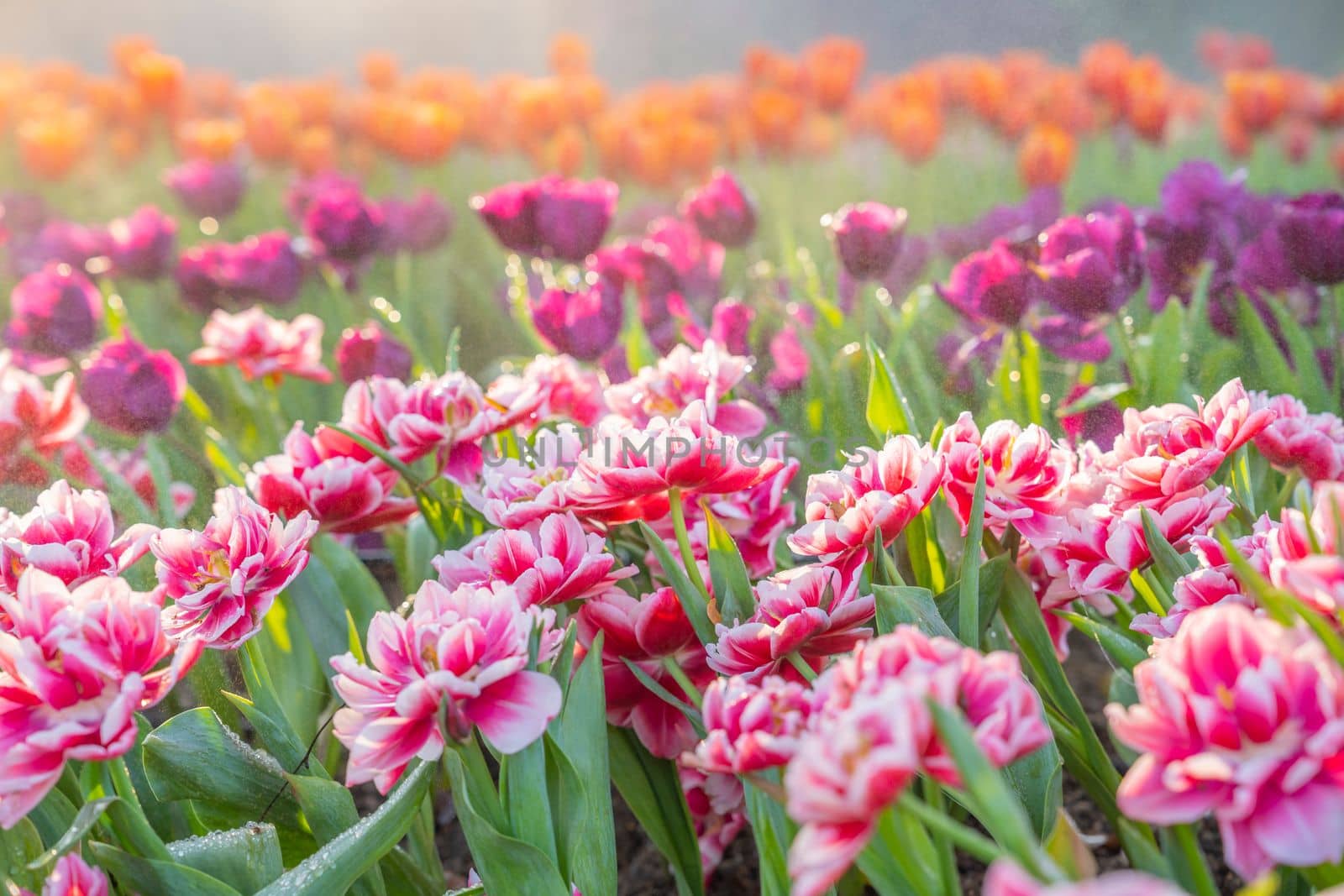 Spring tulips in garden with sunlight.