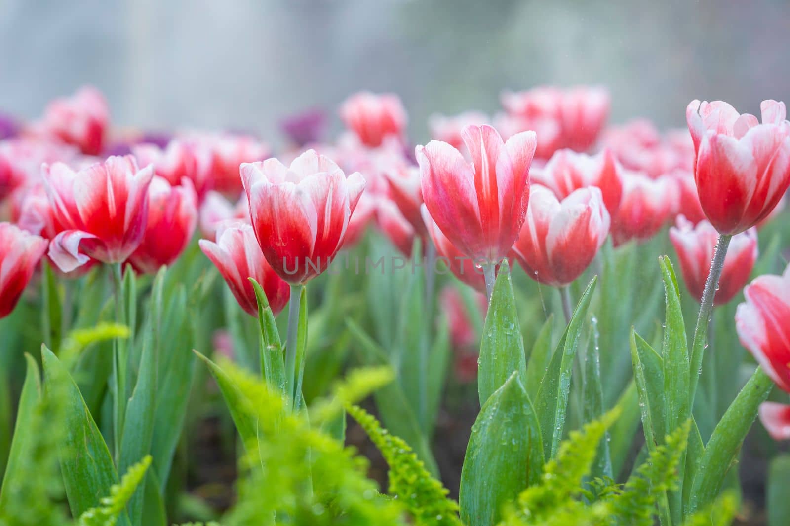 Beautiful red white tulips garden spring is coming spring season backgrounds concept