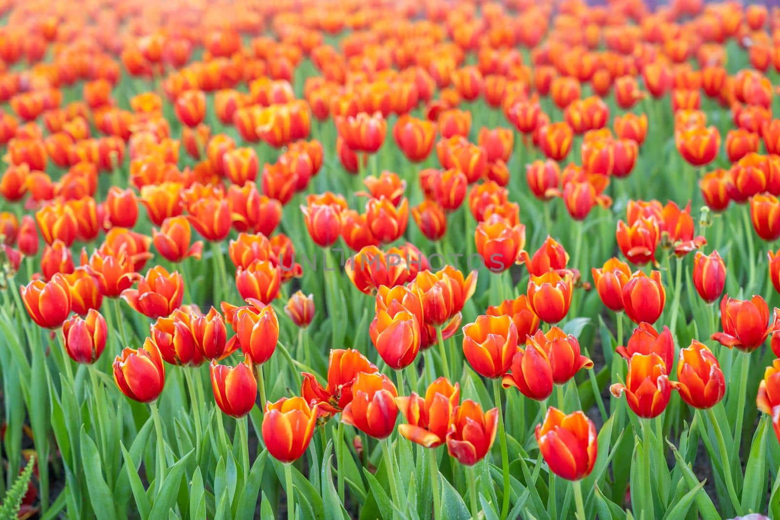 Full frame and selective focus of a field of orange red tulips.