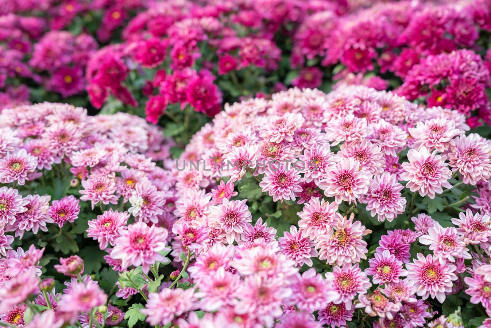 Chrysanthemum pattern in flowers park. Cluster of pink chrysanthemum flowers.