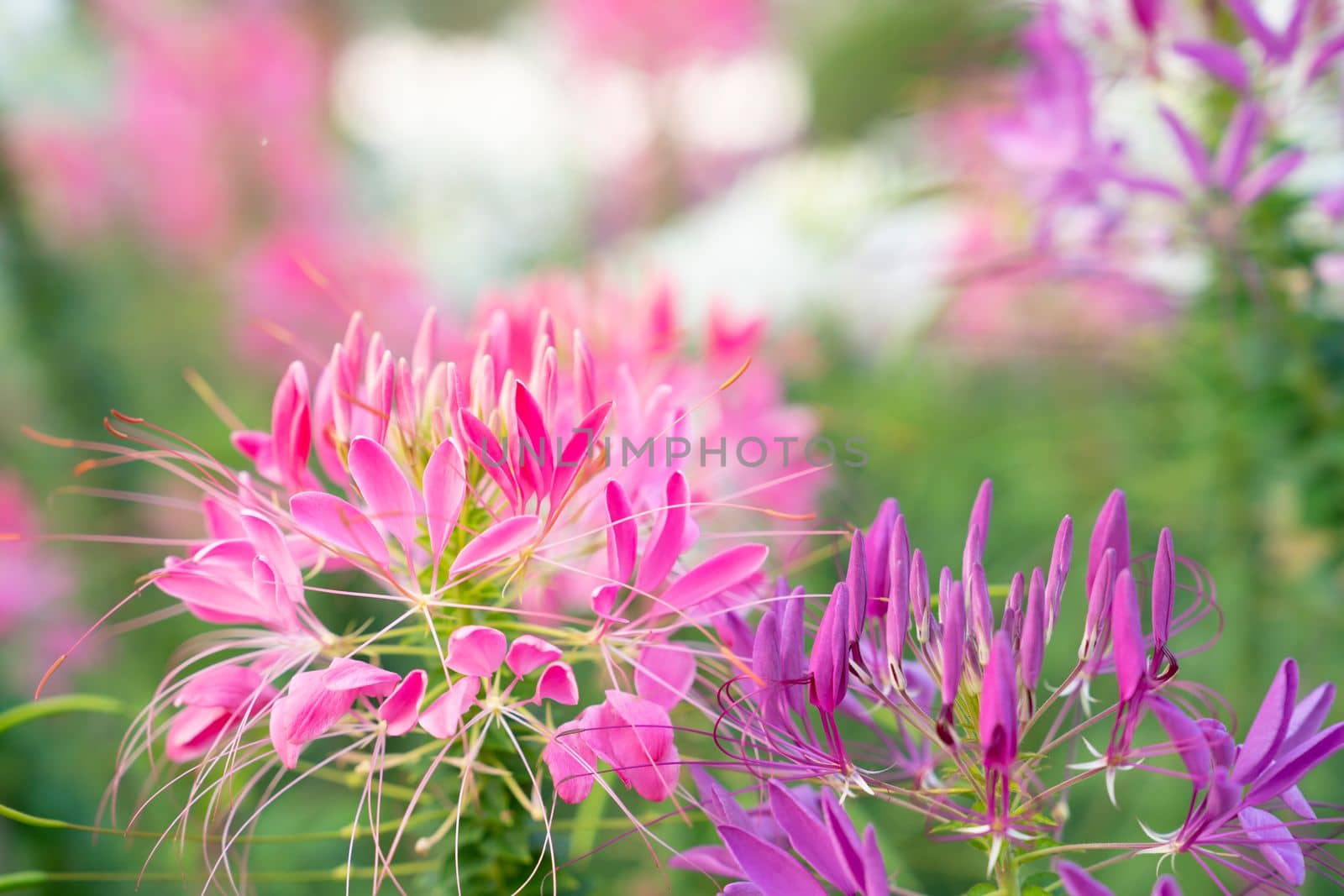 Cleome Hassleriana commonly known as Spider flower, Spider plant, Pink Queen, or Grandfather's Whiskers, in the garden.