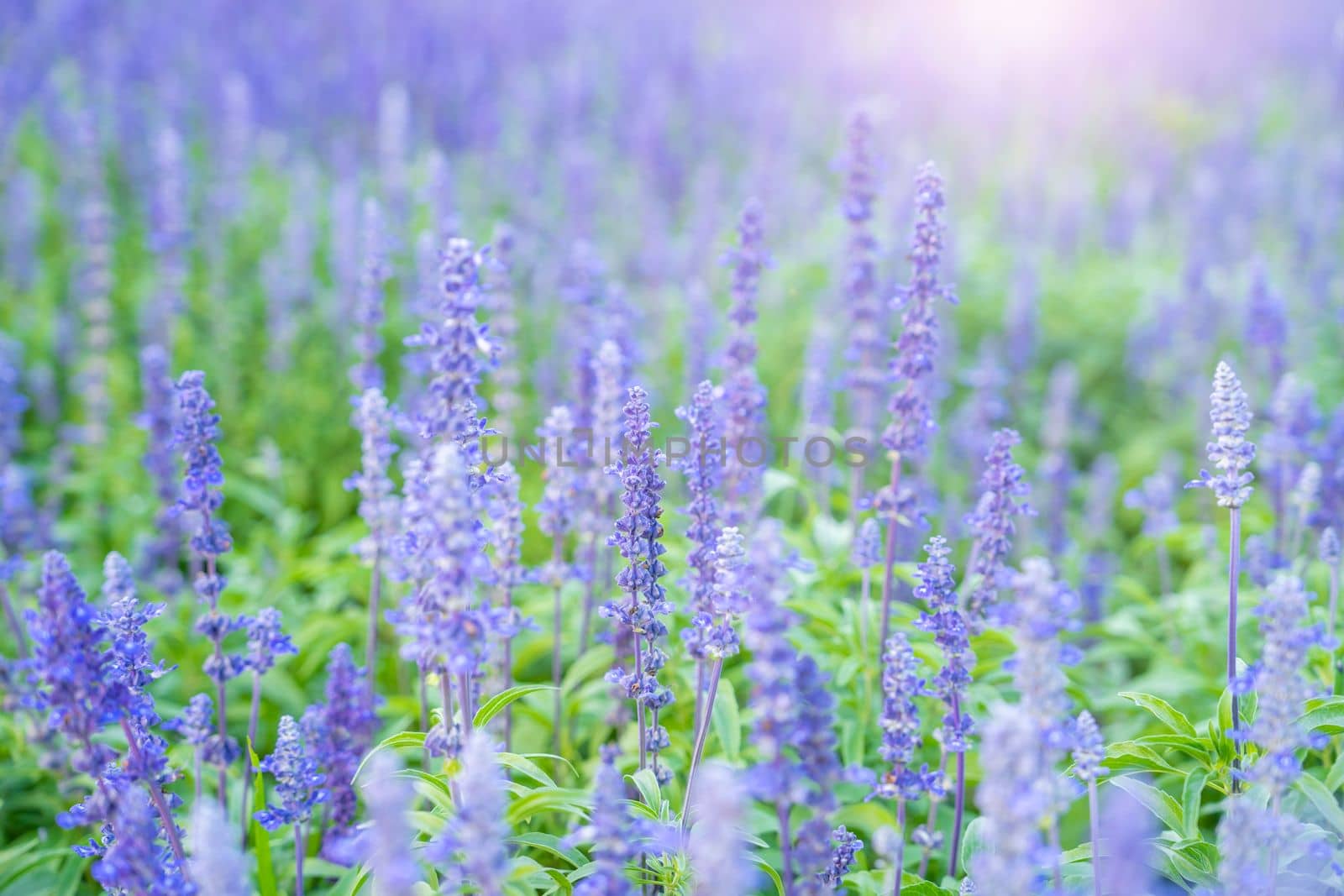 Closeup of blue sage flowers in bloom growing in herbal garden