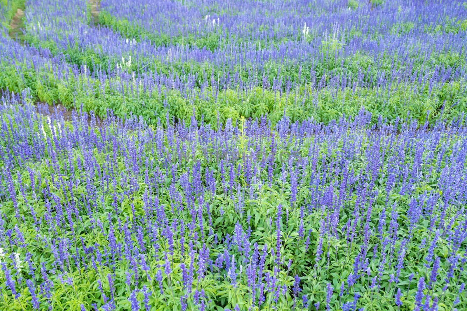 Blue Salvia (salvia farinacea) flowers blooming in the garden