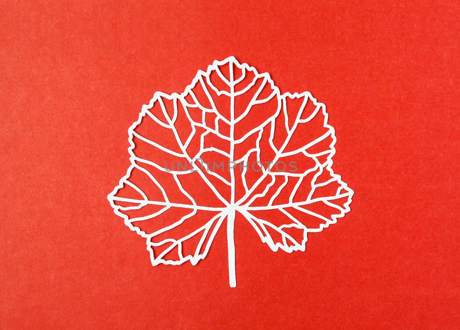 The carve of white paper leaves with empty space on a red colour cardboard background. by Gamjai