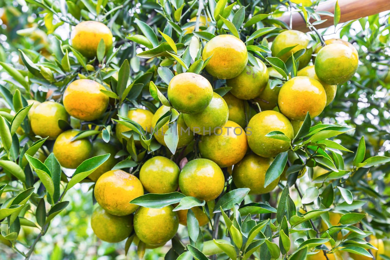 Oranges growing on tree, North, Thailand.
