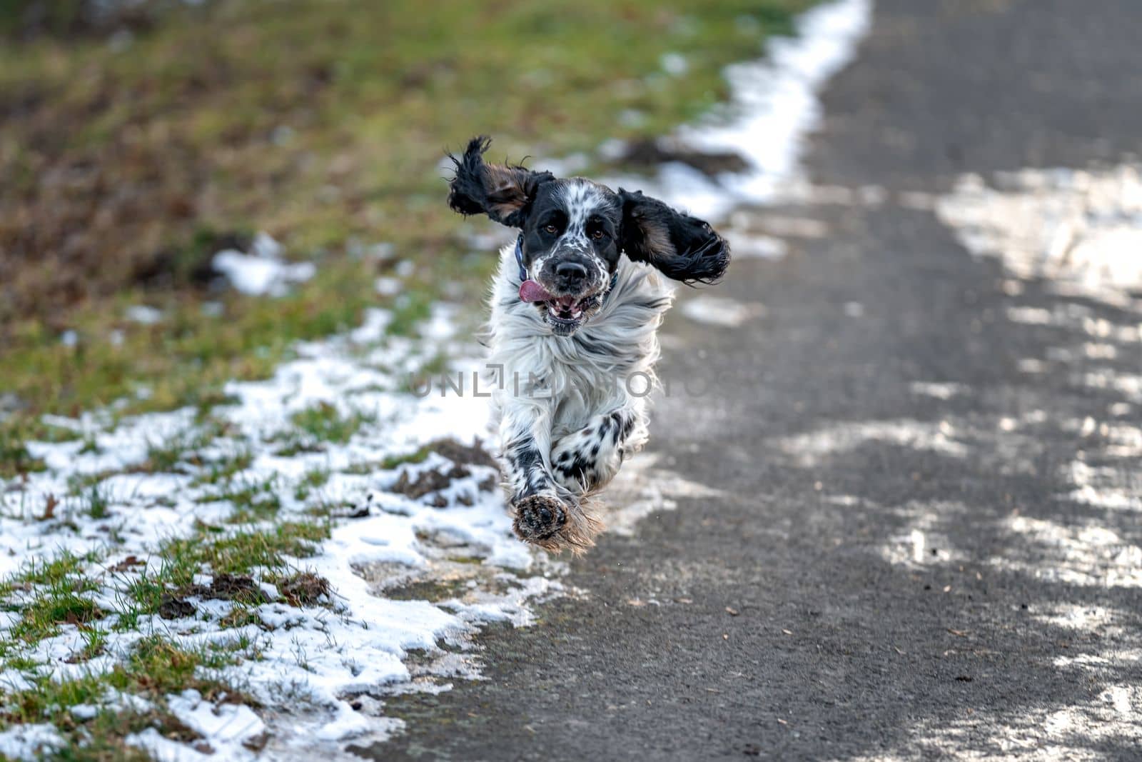 a dog running along the road with fluttering ears. High quality photo
