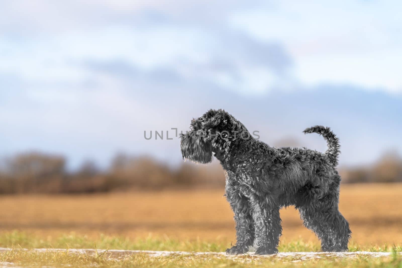 dog on a walk in nature. little black schnauzer.