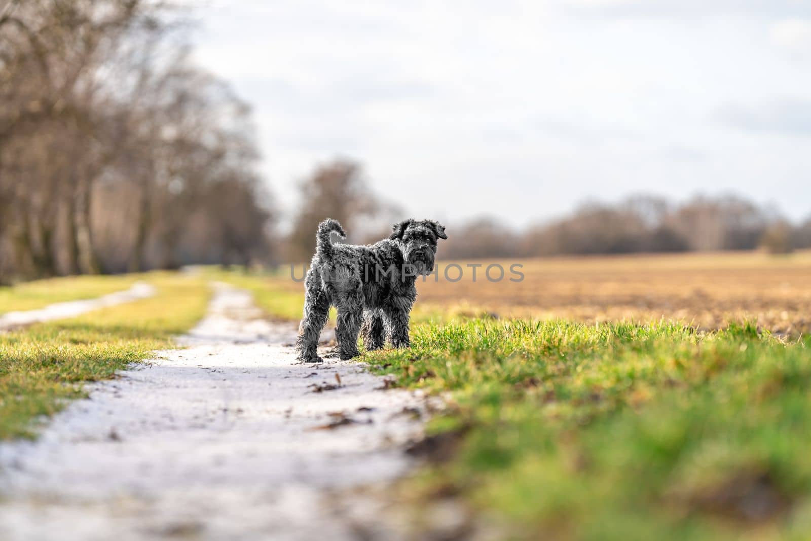 dog on a walk in nature. little black schnauzer.