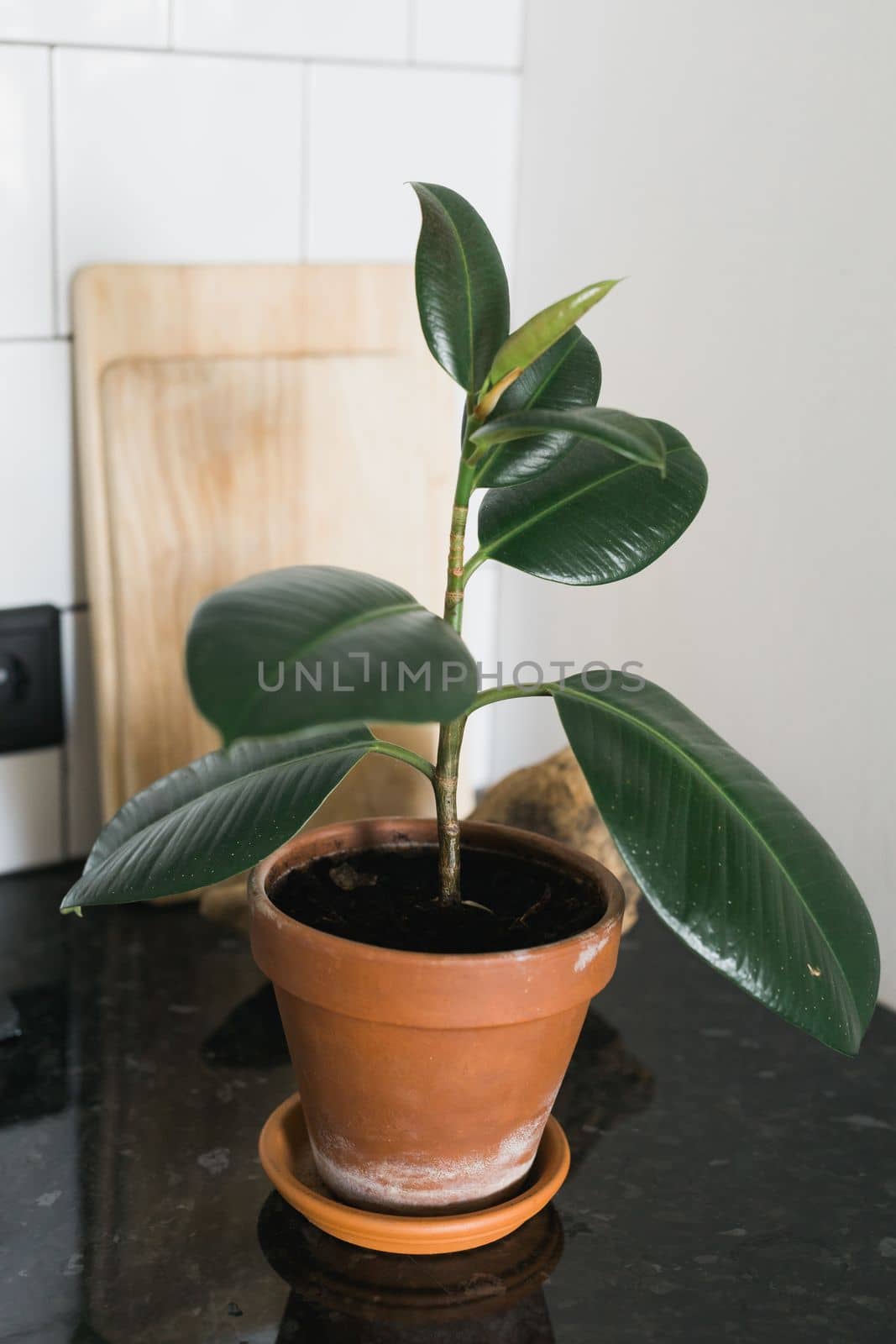 Ficus houseplant in orange ceramic pot indoors - home plant concept by Satura86
